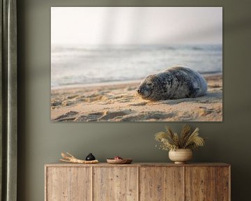 Seal on the beach by Thom Brouwer