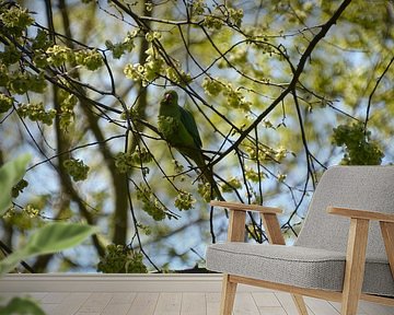 Collared parakeet between the blossoms