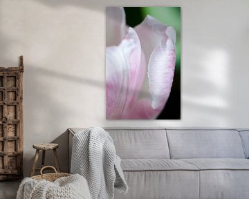 Roze tulpenblad van Anita van Hengel