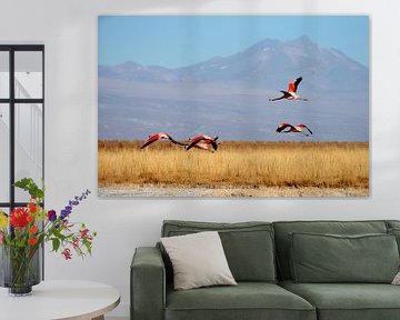 Andes Flamingo van Antwan Janssen