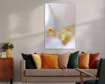 Hiding heart of a tulip by Anita van Hengel