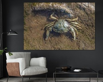 gemeine Strandkrabbe im Wattenmeer von Peter Eckert