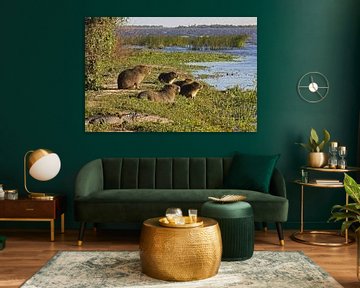 Capybaras in the Ibera Wetlands by Antwan Janssen