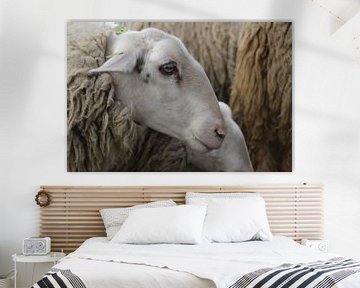 sheep by matthijn elzinga