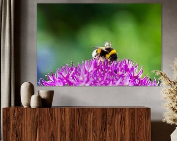 Bee on a purple flower by Arthur Hooijer