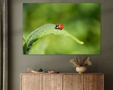 Lieveheersbeestje sfeervol op een groen blad van Arthur Hooijer