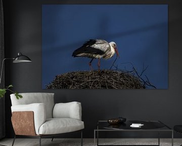 Stork on the nest by Marijke Groos