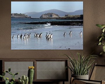 Penguins on the beach of Carcass Island by Antwan Janssen