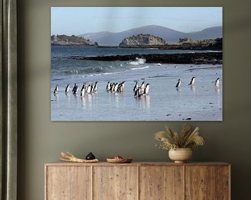Pinguïns op het strand van Carcass Island van Antwan Janssen