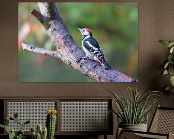 Middelste bonte specht (Leiopicus medius) van Dirk Rüter