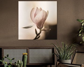 De lichtheid van de magnolia van Regina Steudte | photoGina