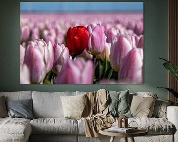 Tulipes sur Koos de Vries