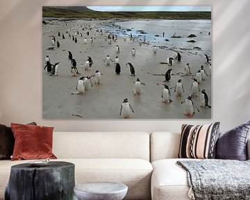 Pingouins sur l'île de Pebble sur Antwan Janssen