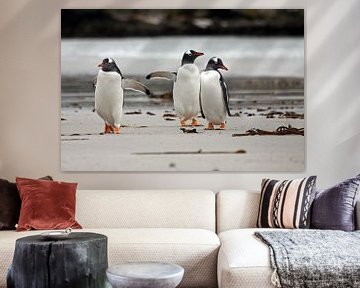 Gentoo penguins on the beach by Antwan Janssen