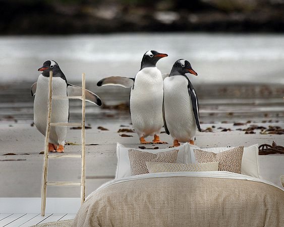 Aperçu de la chambre