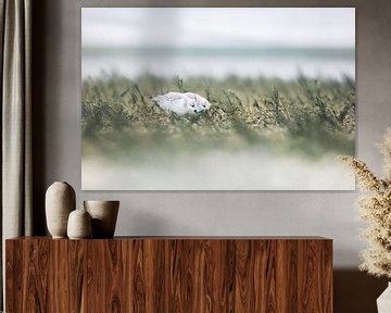Drieteenstrandlopers op Texel van Danny Slijfer Natuurfotografie