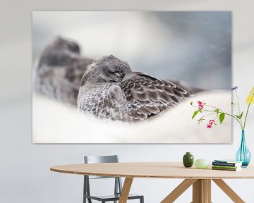 Close-up paarse strandloper van Danny Slijfer Natuurfotografie