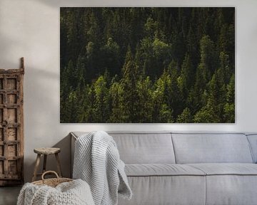 Dans les bois - Norvège II