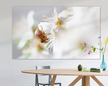 Ladybird in blackthorn blossom by Henk Groenewoud