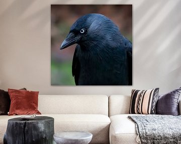 Kauen oder Porträt von Crow von Klaartje Majoor