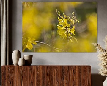 gele forsythia, van Janny Beimers