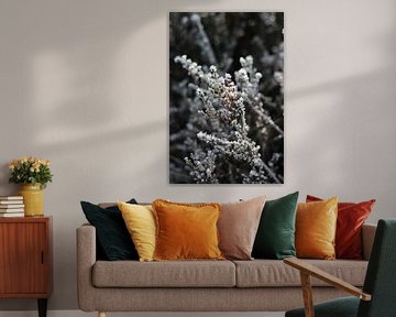 Snowflakes on the heather plants by Eveline Fotografie