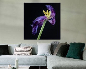 Tulipe pourpre en fleur sur Jefra Creations