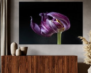 Bloeiende paarse tulp met druppels van Jefra Creations
