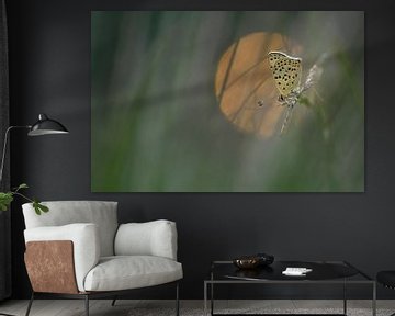 Brown fire butterfly by Jan Paul Kraaij
