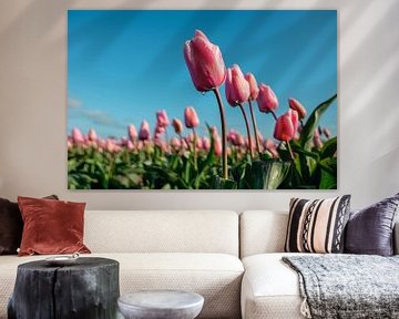 Hollandse tulpen op een tulpenveld in de Bollenstreek van Chihong