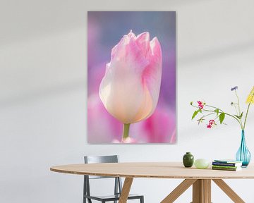 Roze tulp | Lente in de Keukenhof Lisse | Nederland van Wandeldingen