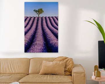 Lavendelblüte in der Provence von Achim Thomae