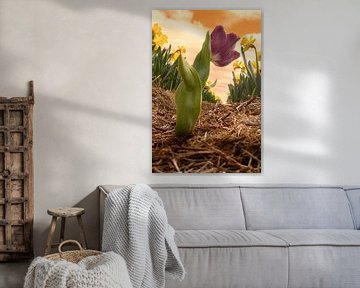 Verdwaalde Tulp in Narcissenveld tijdens Zonsondergang - Dynamische Fotografie uit de Bollenstreek van Elianne van Turennout