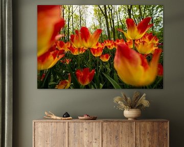 Tulpen uit Holland van Brian Morgan