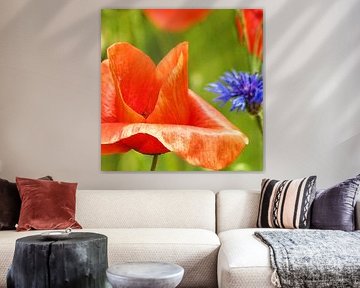 Mohn-Studien-002-101-3535