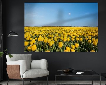 Tulpenveld in Noord-Holland van Max ter Burg Fotografie