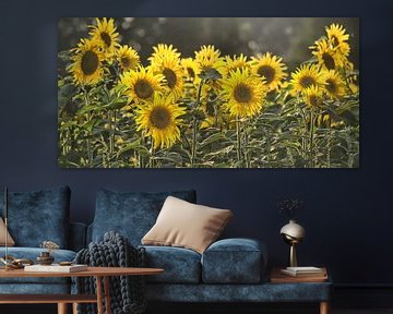 Sonnenblumen-Studien-002-7035