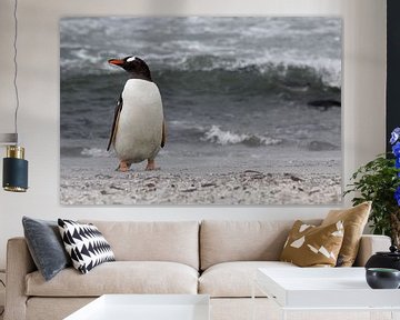 Gentoo penguin on the beach by Antwan Janssen