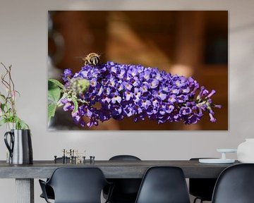 flowering butterfly bush