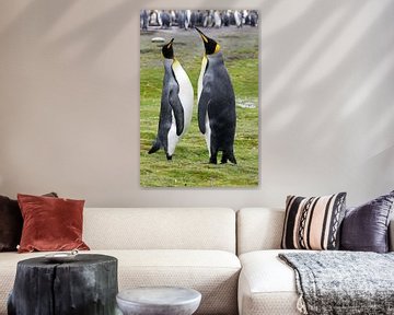 King Penguins by Antwan Janssen