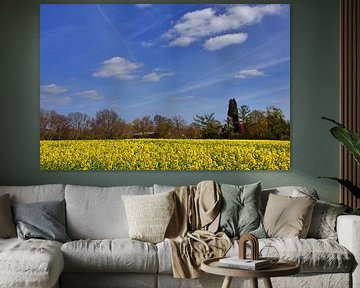 Rapeseed field