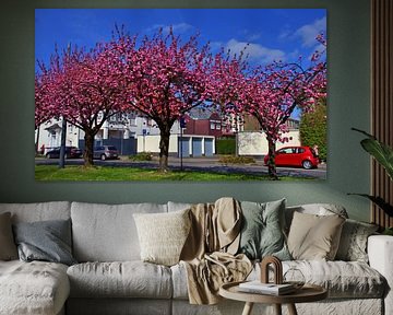 3 ornamental cherry trees