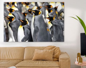 King Penguins by Antwan Janssen