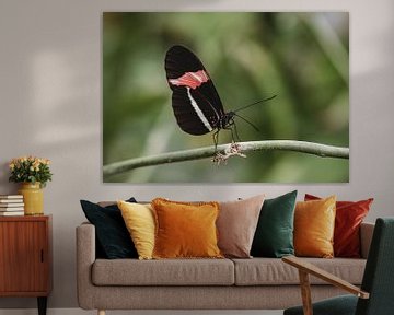 Black and red butterfly on branch by Anke Kaal