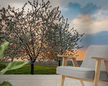 beautiful sunset with warm colors between the flowering fruit trees in Maastricht on the border by Kim Willems