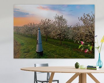 beau coucher de soleil aux couleurs chaudes entre les arbres fruitiers en fleurs à Maastricht, à la  sur Kim Willems