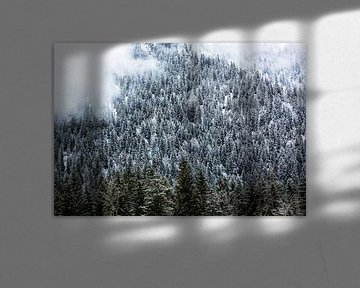 Forêt d'hiver dans les montagnes avec du brouillard
