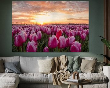 Sonnenaufgang am Tulpenfeld auf Goeree Overflakkee von Ilya Korzelius