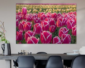 Colourful tulip field at sunrise by Ilya Korzelius