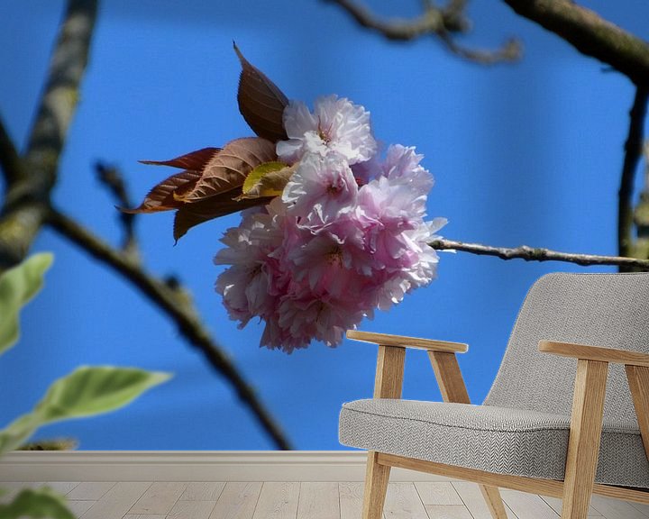 Beispiel fototapete: Strauß Kirschblüten von FotoGraaG Hanneke